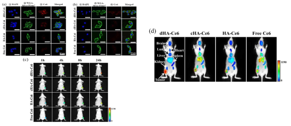4시간 동안 37℃에서 각 샘플(equivalent Ce6 10 μg/mL) 또는 free Ce6 (10 μg/mL)가 처리된 (a) HCT-116와 (b) KB 세포의 confocal 이미지. 처리된 세포들은 DAPI와 WGA-Alexa Fluor® 488로 염색함. (c) HCT-116 종양이 이식된 누드마우스에 각 샘플 (equivalent Ce6 2.5 mg/kg) 또는 free Ce6 (2.5 mg/kg)가 정맥 주사된 후의 In vitro 비침습적 형광 종양 이미지. 형광 종양 이미지는 주사 후 1시간, 4시간, 8시간, 24시간 이후에 확인함. (d) 정맥 주사 후 72시간 경과 시 적출한 각 장기에서 나타난 각 샘플 (equivalent Ce6 2.5 mg/kg) 또는 free Ce6 (2.5 mg/kg)의 흡수. 종양 위치는 붉은 점선의 원으로 표시함