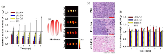 (a) HCT-116가 이식된 누드마우스의 상대적인 종양 크기 변화(Vt/V0, Vt는 해당 시간에서의 종양 크기, V0는 초기 종양 크기를 의미). 마우스에 각 샘플(equivalent Ce6 2.5 mg/kg), free Ce6 (2.5 mg/kg) 또는 대조군(PBS)을 주사한 뒤 12시간 경과 후 국소적으로 광 조사함 (n=5). (b) 절개한 종양의 형광 이미지와 (c) 종양 조각의 조직학적 분석(hematoxylin과 eosin으로 염색). (d) 샘플 투여된 마우스의 상대적인 체중 변화(Wt/W0) (n=5)