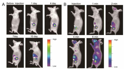 (A) 레이저 노출 없이 시간에 따른 이미지. Ce6/ND/PCM (0.1 mL, ND 5 mg/kg 체중)의 종양 내 주사 및 레이저 (He-Ne 공급원, λ=670 nm, 2 W/cm2) 노출 후 시간에 따른 (1, 2, 4 및 6분) 종양 보유 마우스의 비침습성 형광 이미지 (B)