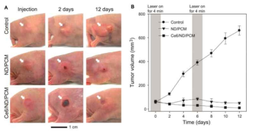 (A) 종양의 대표적인 사진 및 (B) 시간에 대한 PBS (대조군), ND/PCM 및 Ce6/ND/PCM의 종양 내 주사 후 종양 부피의 변화. 주사 후 2회 및 4분 동안 6일 동안 레이저 부위를 종양 부위에 노출시킴 (He-Ne 공급원, λ=670 nm, 2 W/cm2). 종양은 흰색 화살표로 표시됨