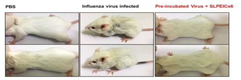 인루엔자 바이러스의 mouse 감염 동물 모델 구축 확인