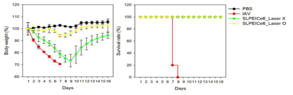 SL-PEI-Ce6와 상호작용 시킨 바이러스를 접종한 mouse의 몸무게 변화 및 생존율 변화를 통해 항바이러스 효과 확인. 인플루엔자 바이러스 감염에 따른 몸무게 감소 및 생존율의 변화와 6SL-PEI-Ce6를 상호작용 시킨 바이러스를 접종한 쥐의 몸무게와 생존율을 비교한 결과임