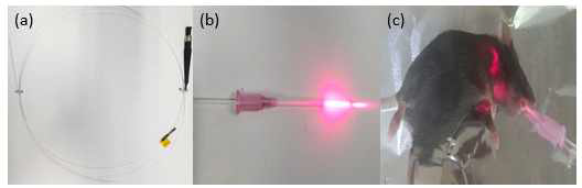 (a) 헬리코박터 파일로리 인지 특성 광역학 치료 혼성 고분자 물질을 처리 후 C57BL/6 마우스의 위장에 레이저를 전달할 Micro-fiber laser set (b) Micro-fiber laser 확대 image (c) Micro-fiber laser를 이용하여 C57BL/6 마우스의 위장을 통해 레이저를 전달하는 image