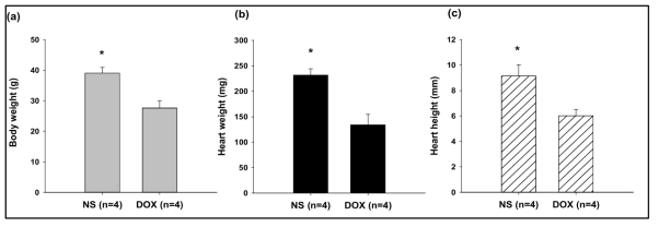 ICR 마우스에 1주 1회 6주간 독소루비신 5 mg/kg (DOX, n=4) 또는 normal saline (n=4)를 투여한 후 마지막 투여 24시간 후 (a)체중, (b)심장무게 및 ⒞심장 동결절편 후 길이 비교 (*P < 0.05