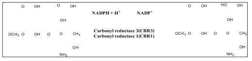 독소루비신은 생체 내에서 carbonyl reductase 효소에 의해 독성대사체로 알려진 독소루비시놀이 생성