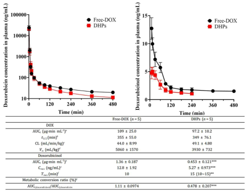 레트에서 독소루비신(검정원)과 혼성나노입자(빨간네모)를 정맥주사하여 독소루비신 (왼쪽) 독소루비시놀(오른쪽)의 혈액 내 농도 그리고 약동학 파라미터의 요약된 표