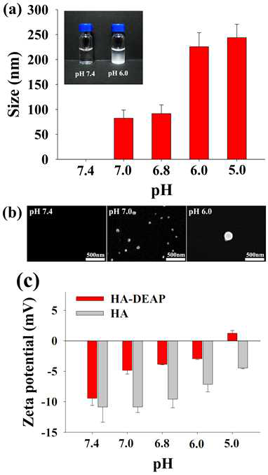 (a) pH 7.4 – 5.0(PBS 150 mM)에서 HA-DEAP의 입자 크기(내부 사진은 HA-DEAP 의 투과도 차이임).(b) pH 7.4, 7.0, 6.0에 분산한 HA-DEAP(0.1 mg/ml)의 FE-SEM 사진(c) pH 7.4 –5.0(PBS 150 mM)에서 HA와 HA-DEAP의 제타 포텐셜