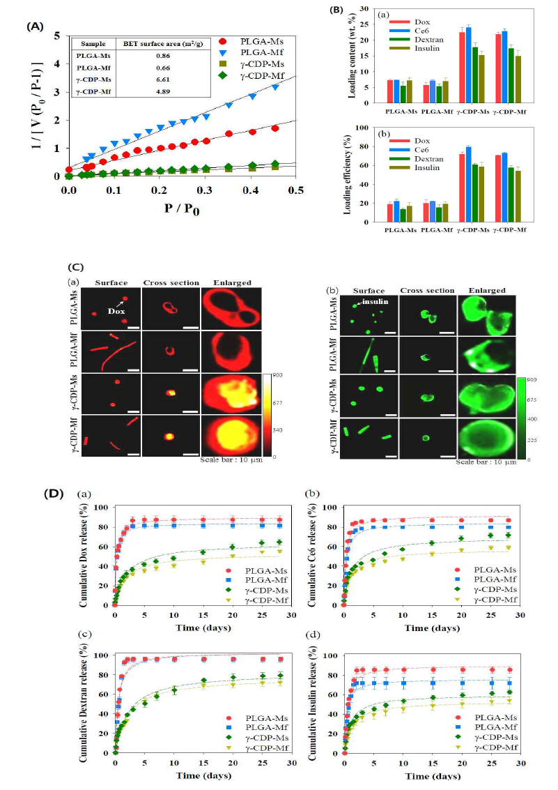 (A)PLGA-Ms와 PLGA-Mf, γ-CDP-Ms, γ-CDP-Mf의 다공성 표면의 N2- 흡착에 관한 BET plot. (B)PLGA-Ms와 PLGA-Mf, γ-CDP-Ms, γ-CDP-Mf에 대한 Dox와 Ce6, dextran(Mn~10KDa), insulin의 봉입. (C)PLGA-Ms와 PLGA-Mf, γ -CDP-Ms, γ-CDP-Mf에 봉입된 (a)Dox와 (b)insulin(FITC-labeled)의 표면 및 절단면에 대한 형광 이미지. (D)PLGA-Ms와 PLGA-Mf, γ-CDP-Ms, γ-CDP-Mf로부터 누적된 분자들[(a)Dox와 (b)Ce6, (c)dextran, (d)insulin]의 방출 경향 (wt.%)(n=3)