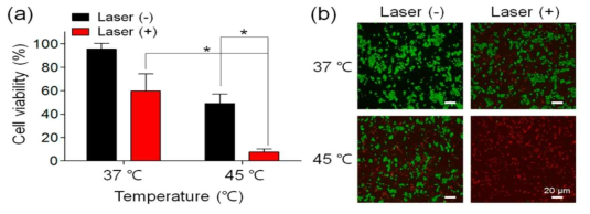 다양한 온도에서 T-PPS의 PANC-2 In vitro 광독성. (a) CCK-8, (b) live-dead assay