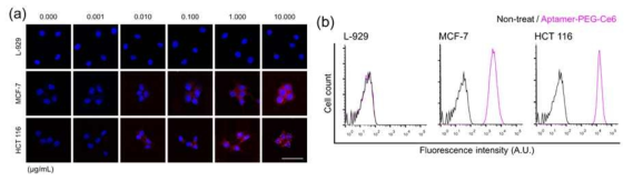 L-929, MCF-7, HCT-116에의 인지 특성 평가. (a) APC의 농도에 따른 공초점 형광 이미지 분석 (b) APC의 flow cytometer 분석 결과