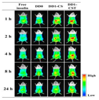 누드마우스에 인슐린-Ce6 단독 투여 및 인슐린 -Ce6 봉입 UCLs (투여량; 마우스 체중 대비 insulin 함량 기준 50 IU/kg)을 경구투여한 뒤 관찰된 in vivo 형광 이미지. 체내 형광은 투여 후 1~24시간 동안 관찰됨