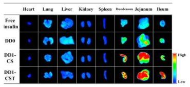 경구 투여 4시간 이후 적출된 각 장기 내부에 유입된 인슐린 및 인슐린-Ce6 봉입 UCLs의 형광 이미지
