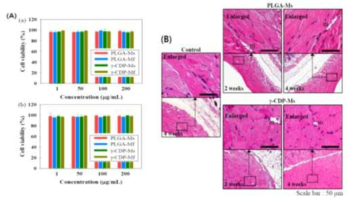 (A) PLGA-Ms와 PLGA-Mf, γ-CDP-Ms, γ-CDP-Mf(1-200 μg/mL)를 처리 후, CCK-8 assay를 통해 확인된(a) CHO-K1 세포,(b) KB 세포의 in vitro 세포 생존율.(B)