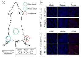 (a) in vivo 실험에서의 조직 채취 모식도 (b) 대장, 근육, 암 조직에서의 confocal 형광 이미지 분석