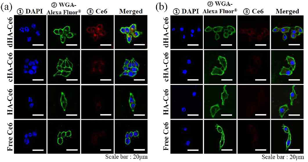 4시간 동안 37℃에서 각 샘플 (equivalent Ce6 10 μg/mL) 또는 free Ce6 (10 μg/mL)가 처리된 (a) HCT-116와 (b) KB 세포의 confocal 이미지. 처리된 세포들은 DAPI와 WGA-Alexa Fluor® 488 로 염색함