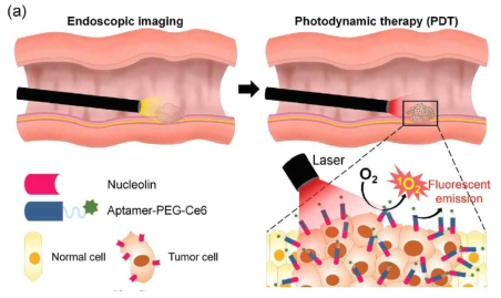 Aptamer-PEG-Ce6를 이용한 내시경 광역학 진단 및 치료 모식도