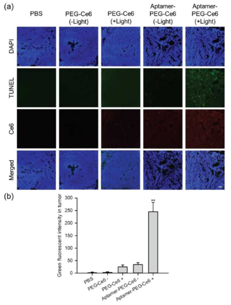 TUNEL assay를 통한 Aptamer-PEG-Ce6의 암 치료 효과 평가