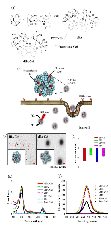 (a) HA dot과 Ce6의 합성 모식도(dHA-Ce6). (b) dHA-Ce6의 콘셉트 그림. (c) dHA-Ce6와 cHA-Ce6의 TEM 이미지. (d) dHA-Ce6, dHA, cHA-Ce6, cHA 의 제타 전위 값(0.1 mg/mL, pH 7.4, 150 mM) (n=3). (e) PBS (pH 7.4, 150 mM)상에서 각 샘플과 free Ce6의 자외선-가시광선 스펙트럼. (f) DMSO 용매상에서 각 샘플(10 μg/mL)의 방출 스펙트럼(여기 파장 400 nm, 방출 파장 600-750 nm에서 측정)