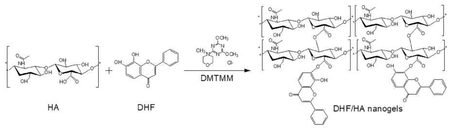 DMTMM을 사용하한 HA 및 DHF와 HA 사이의 접합에 의한 DHF/HA 나노 겔 합성 모식도