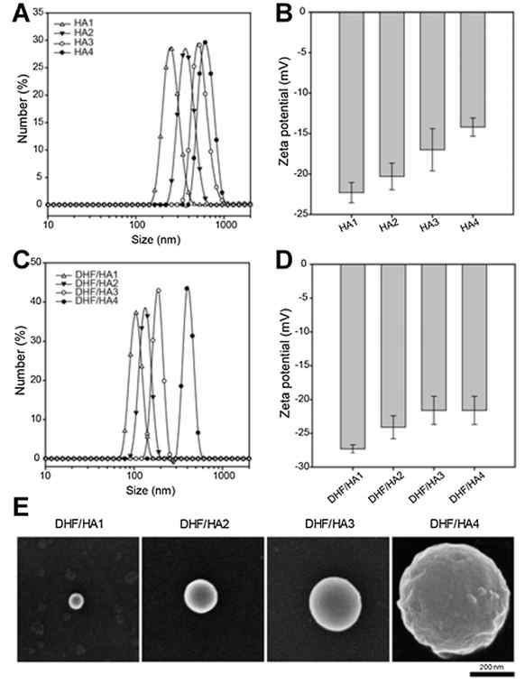 (A, B) HA 나노 겔 및 (C, D) DHF/HA 나노 겔의 (A, C) 크기 분포 및 (B, D) 제타전위. (E) DHF/HA 나노 겔의 SEM 이미지