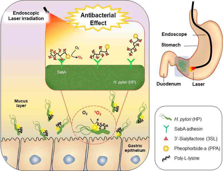 내시경을 이용한 광역학 치료를 위하여 헬리코박터 파일로리 인지 혼성 고분자를 이용한 치료 적용 컨셉