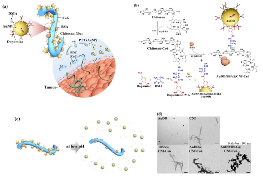 (a) AuDD를 갖는 종양 pH 민감성 키토산 섬유 모식도. (b) AuDD/BSA@CNf-Ce6의 합성 모식도. (c) 낮은 pH에서 키토산으로부터 방출되는 AuDD의 모식도. (d) AuDD와 CNf 샘플들의 TEM 이미지
