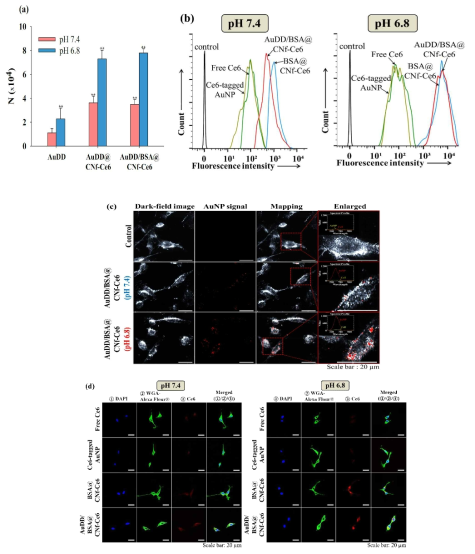 (a) AuDD 샘플들을 처리한 후 8시간 동안 배양한 MDA-MB-231 종양세포의 샘플 흡수량을 나타내는 ICP-MS 결과 그래프. (b) pH 7.4 및 6.8에서 Ce6가 달린 AuNP 와 free Ce6, CNf 샘플을 처리한 후 8시간 동안 배양한 MDA-MB-231 종양세포의 유세포분석 결과. (c) pH 7.4 및 6.8에서 AuDD/BSA@CNf-Ce6를 처리한 MDA-MB-231 세포의 초분광 화상 이미지. (d) pH 7.4 및 6.8에서 free Ce6와 Ce6가 달린 AuNP, CNf 샘플들을 처리한 MDA-MB-231 세포의 공초점 이미지. 세포들은 DAPI와 WGA-Alexa Fluor® 488로 염색함