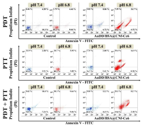 AuDD/BSA@CNf-Ce6(Ce6 10 μg/mL)를 처리한 MDA-MB-231 세포의 PDT와 PTT, 혼합형 PDT/PTT 치료 후 apoptosis 그래프. Apoptosis의 결과는 Annexin V-FITC와 PI를 이용한 유세포분석을 통해 확인함