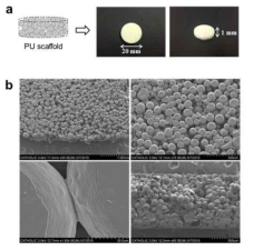 (a) 테플론 몰드에서 PU12 마이 크로입자를 packing하여 제조한 PU 스캐폴드. (b) PU 스캐폴드의 SEM 이미지