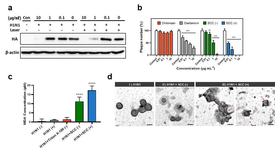 멀리수용체 구조인 SCC의 항바이러스 효과 확인. (a) SCC 처리 후 세포내 바이러스 단백질 수준 확인, (b) 바이러스 plaque reduction assay. (c) 바이러스 외피 막 지질의 산화 정도 측정, (d) SCC 광조사에 따른 바이러스 막구조가 파괴되는 것을 TEM 이미지를 통해 관찰