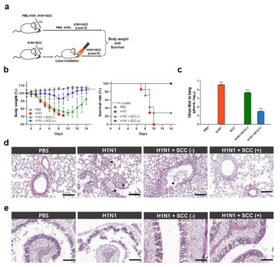 SCC를 이용한 in vivo 환경에서의 항바이러스 효과 관찰. (a) 동물 모델인 쥐를 이용한 바이러스 실험 과정, (b) SCC 처리에 따른 쥐에서의 몸무게 변화 및 생존율 확인, (c ) 쥐의 폐 내부에서의 바이러스 농도 확인, (d) 각 그룹별 폐 조직에서의 H&E 염색을 통한 조직학적 분석, (e) 각 그룹별 비강 조직의 H&E 염색을 통한 SCC 투여 및 레이저 조사에 따른 안정성 확인