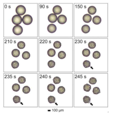 용매 증발 중 PLLA 에멀젼 droplet의 시간에 따른 광학 현미경 이미지