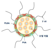 생친화성 고분자 나노/마이크로 입자 모식도