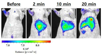 고분자 나노입자가 정맥주사된 쥐의 형광 이미지