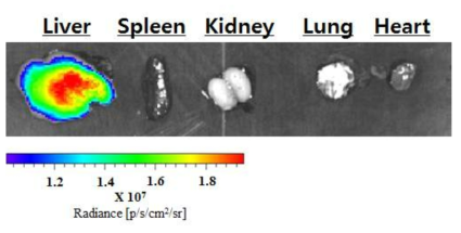 고분자 나노입자를 정맥주사한 쥐로부터 적출된 주요장기의 형광 이미지