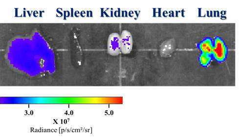 고분자 마이크로입자를 정맥주사한 쥐로부터 적출된 주요장기의 형광 이미지