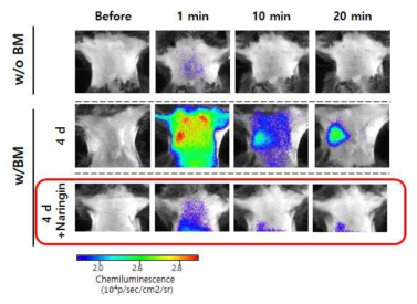 약물(Naringin, 항염제) 투여에 소동물 폐섬유증 모델의 화학발광 이미지