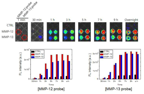 MMP 검출 프로브 2종의 표적 특이적 반응성