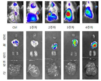 방사선 동물 모델에서 MMP-12 검출 프로브의 작동 확인 2
