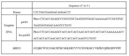 Primer, Template DNA, hBD23의 서열정보