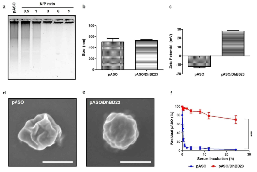 (a) pASO와 DhBD23의 결합 비율 (N/P ratio)를 확인하기 위한 agarose gel 분석. (b) DLS를 이용한 pASO와 pASO/DhBD23 크기 측정. (c) pASO와 pASO/DhBD23의 zeta potential 측정. 주사전자현미경을 이용한 (d) pASO와 (e) pASO/DhBD23의 표면 변화 분석. (f) pASO와 pASO/DhBD23의 혈청 안정성 평가