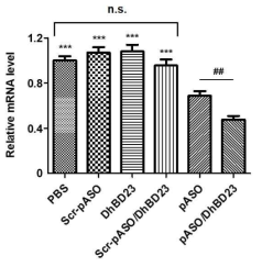 qRT-PCR 기법을 이용한 pASO와 pASO/DhBD23 MLg 세포내 약효 평가