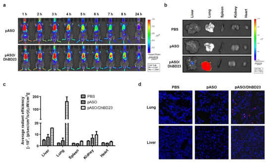 폐섬유화 모델에서 Cy5로 표지한 pASO와 pASO/DhBD23의 biodistribution을 (a) in vivo imaging과 (b) Ex vivo imaging으로 확인. (c) Ex vivo imaging에서 장기별 형광강도를 측정 (e) Ex vivo imaing에 사용한 폐조직과 간조직을 DAPI 염색한 후 형광 현미경을 통한 관찰