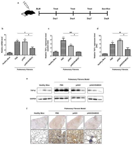 (a) In vivo 약효 평가 실험 스케쥴. (b) qRT-PCR을 이용한 폐조직에서 TGF-β mRNA 정량 평가. (c) Western blotting을 이용한 폐조직에서 TGF-β 발현량 평가. (d) 면역조직화학 염색 기법을 이용한 폐조직에서 TGF-β 정량 평가. (e) Western blot 실험 자료. (f) 면역조직화학 염색 실험 자료 (3 세부과제에서 진행)