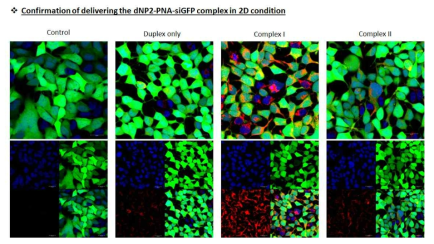 dNP2-PNA-siGFP complex를 처리한 세포에서의 GFP K/D