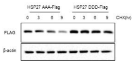 Phosphorylated HSP27 shows increased protein stability. Western blot analysis in phospho-mimicking (DDD) and phospho-defective (AAA) of HSP27 transfected HEK293 cells were performed after treatment with 10 μg/ml cycloheximide (CHX) for various lengths of time