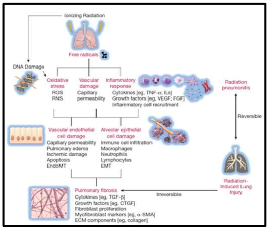 The pathogenesis of radiation-induced pneumonitis and lung injury. IR promotes DNA damage and free radicals to induce inflammation, vascular damage, and oxidative stress that present during radiation induced lung injury. Continuous inflammation leads to vascular endothelial and alveolar epithelial cell damage and induces to pathologic changes, including pulmonary edema, capillary permeability, and immune cell infiltration. Sustained vascular and alveolar damage contributes EMT and/or EndMT and finally concludes in fibrotic