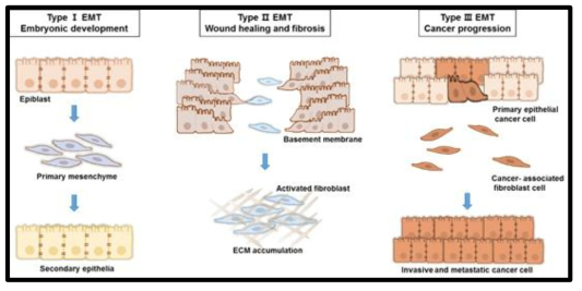 Different types of EMT. Type 1 EMT is involved in embryonic development and leads to mobile neural crest cells and to the endoderm and mesoderm. Type 2 EMTs are represented in the relation of inflammation and fibrosis. Unlike the type 1 EMT, the type 2 EMT is induced for a long periods of time and can finally demolish an affected organ if the initial inflammatory responses are not alleviated or removed. Type 3 EMTs is involved that cancer cells undergoing the EMTs gain ability of metastasis and invasion and can translocate into other organ