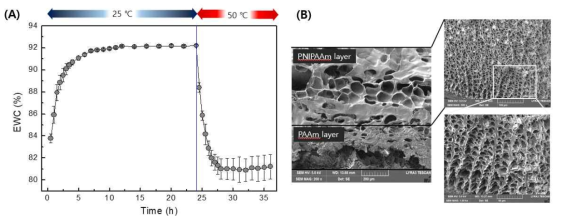 (A) swelling-deswelling kinetics 및 (B) 25℃와 50℃에 각각 침지시킨 후 건조한 하이드로겔의 SEM 분석결과