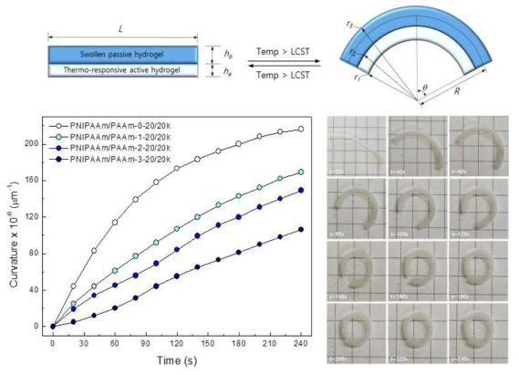 온도감응성 하이드로겔 액추에이터의 bending behavior 분석